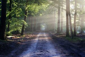 Mooie wijk in Zeist (Tom Lassing)